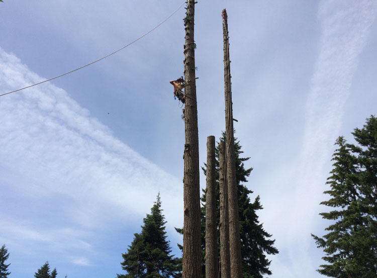 Dangerous Tree Removal
